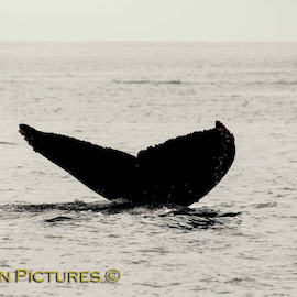 Private Cabo Whale Watching Tours
