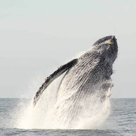 Beautiful Humpback Whales Breaching in Cabo