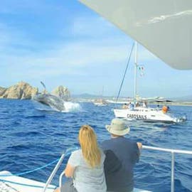 Amazing Whale Watching in Cabo San Lucas