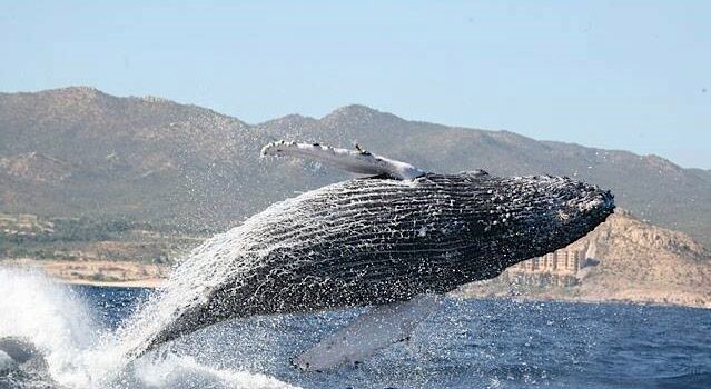Cabo Whale Watching Tours in Beautiful Los Cabos Mexico