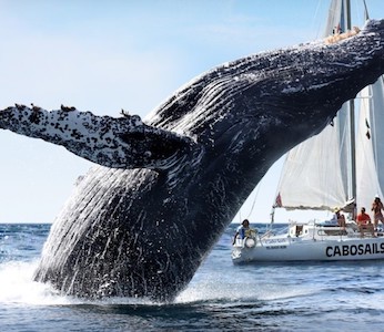 a whale jumping out of the water