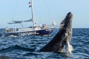 A humpback whale is breaching the surface of the ocean, creating a splash as it emerges. In the background, a sailboat with the name "CABOSAILS" is visible, with several people on board observing the whale. The scene is set against a clear blue sky and calm waters, highlighting the interaction between the whale and the boat.