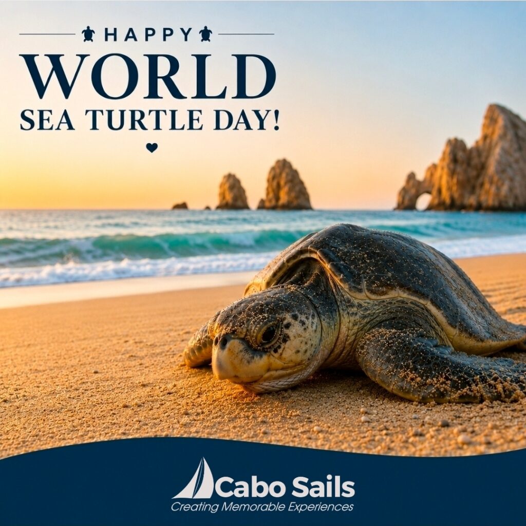 A sea turtle resting on a sandy beach at sunset with ocean waves and rock formations in the background. Text above the turtle reads "Happy World Sea Turtle Day!" with small turtle icons. At the bottom, a blue banner displays the logo and slogan "Cabo Sails - Creating Memorable Experiences.